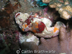 scorpion fish, taken at Julian Rocks, Byron Bay Australia. by Caitlin Braithwaite 
